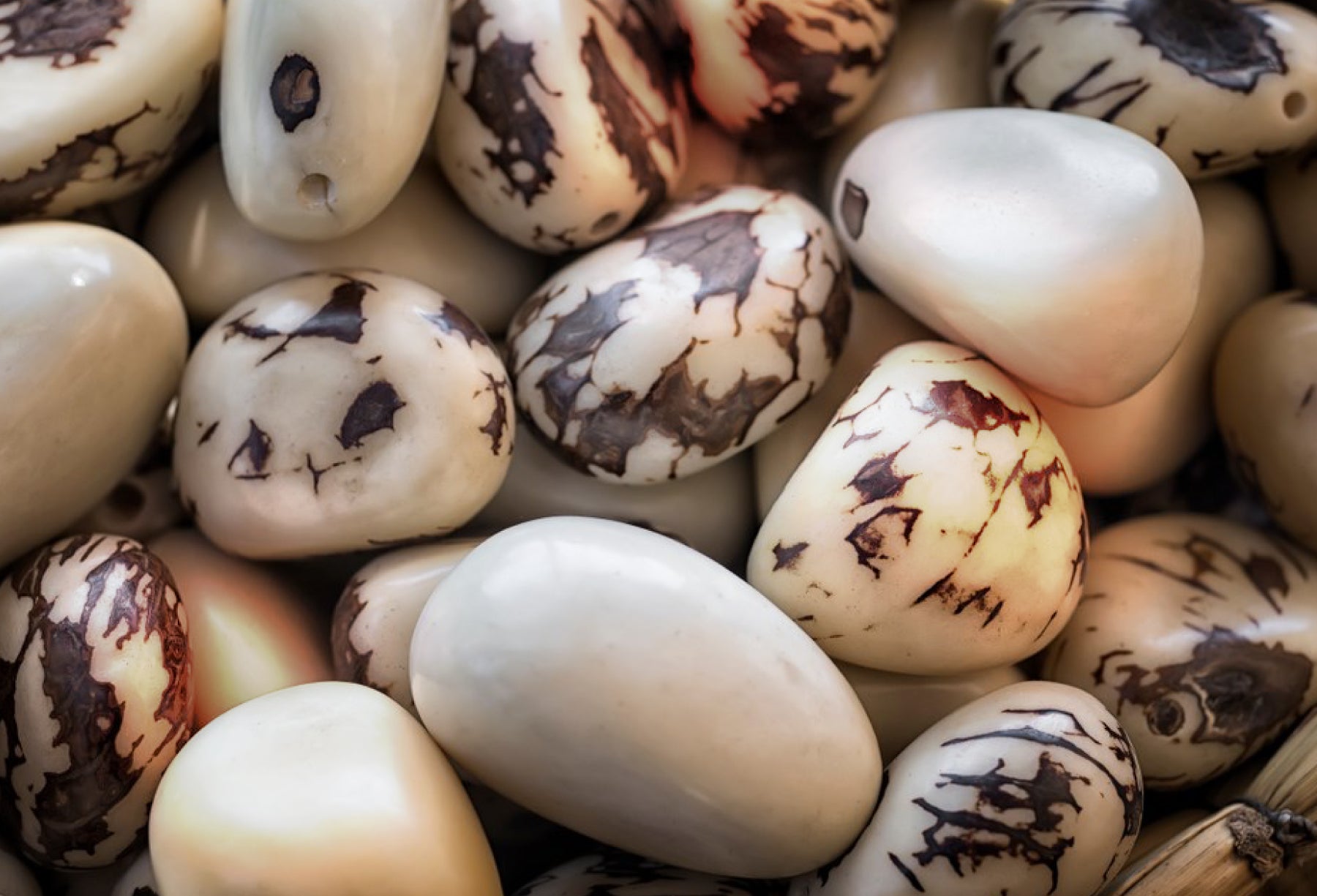 THE WONDER OF TAGUA:<br />The eco-friendly alternative to animal ivory.