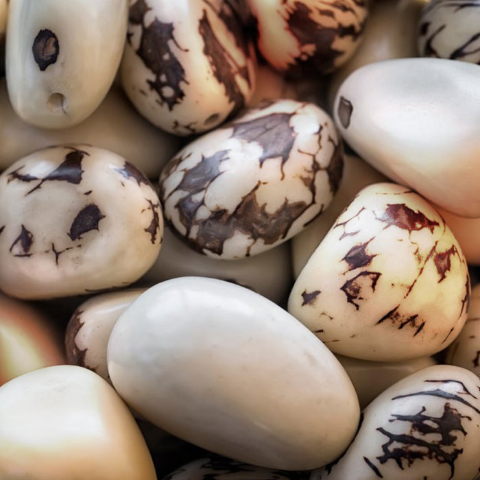 THE WONDER OF TAGUA:<br />The eco-friendly alternative to animal ivory.