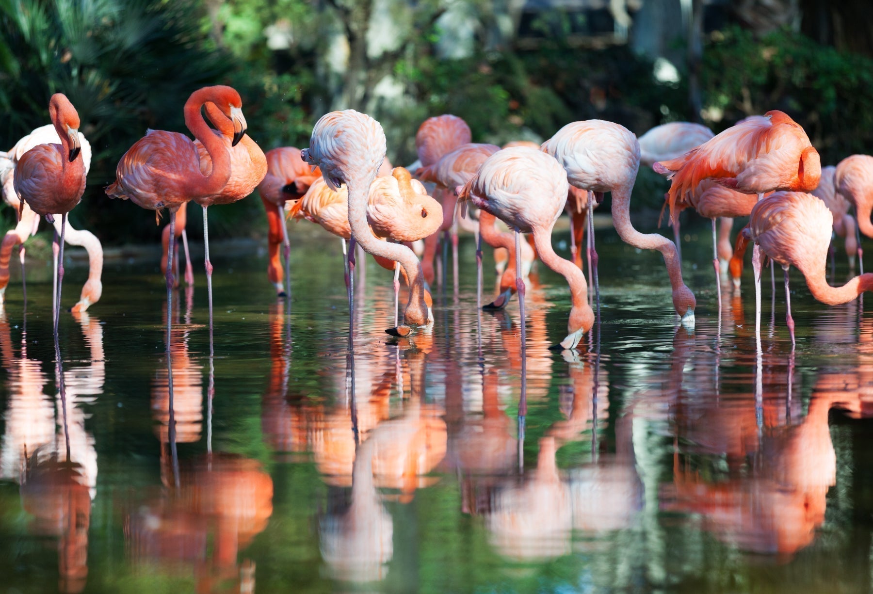 COLOMBIA:<br/>Where birds paint the sky.