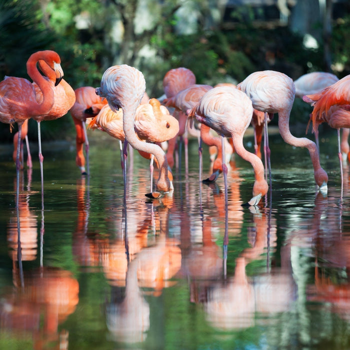 COLOMBIA:<br/>Where birds paint the sky.