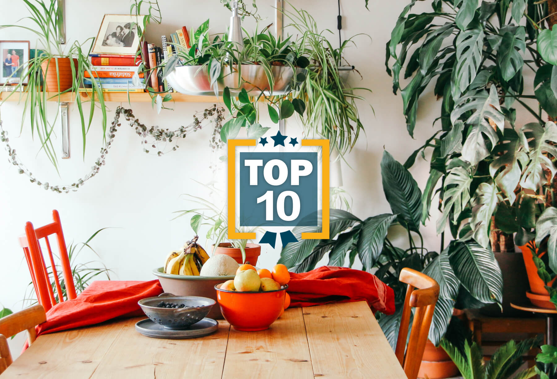 TOP 10 DEPOLLUTING PLANTS:<br />Purify the air in your home.