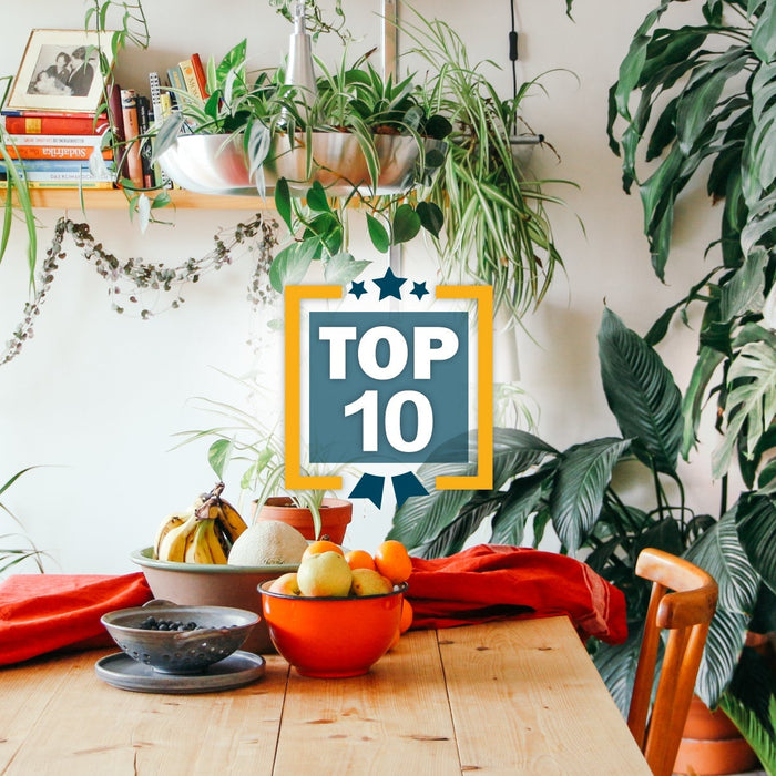 TOP 10 DEPOLLUTING PLANTS:<br />Purify the air in your home.