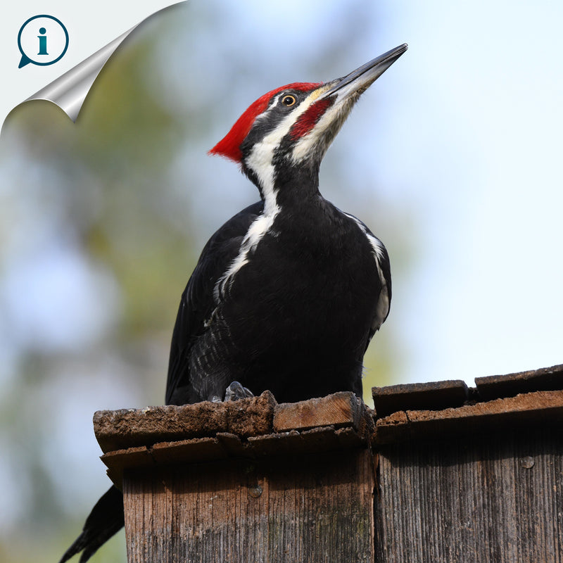 ARGOLA DE GUARDANAPO DECORATIVA - Pica-pau - Madeira esculpida e pintada à mão