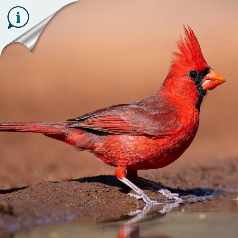 ARGOLA DE GUARDANAPO DECORATIVA - Cardeal - Madeira esculpida e pintada à mão