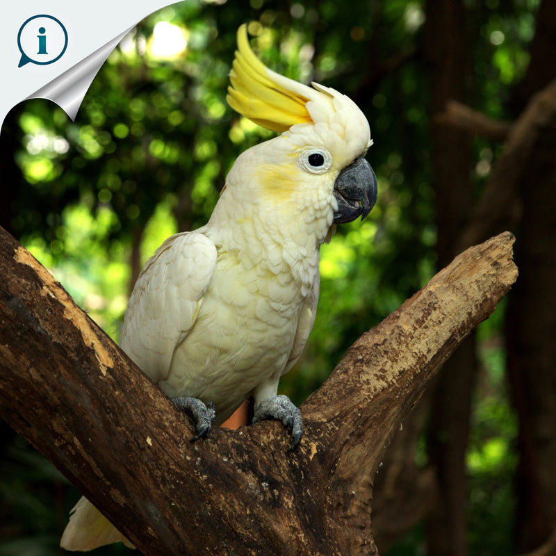 ARGOLA DE GUARDANAPO DECORATIVA - Cacatua - Madeira esculpida e pintada à mão