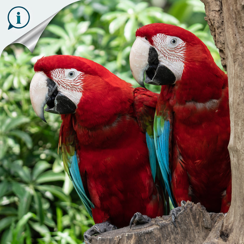 ANILLO DE SERVILLETA DECORATIVO - Guacamayo - Madera tallada y pintada a mano