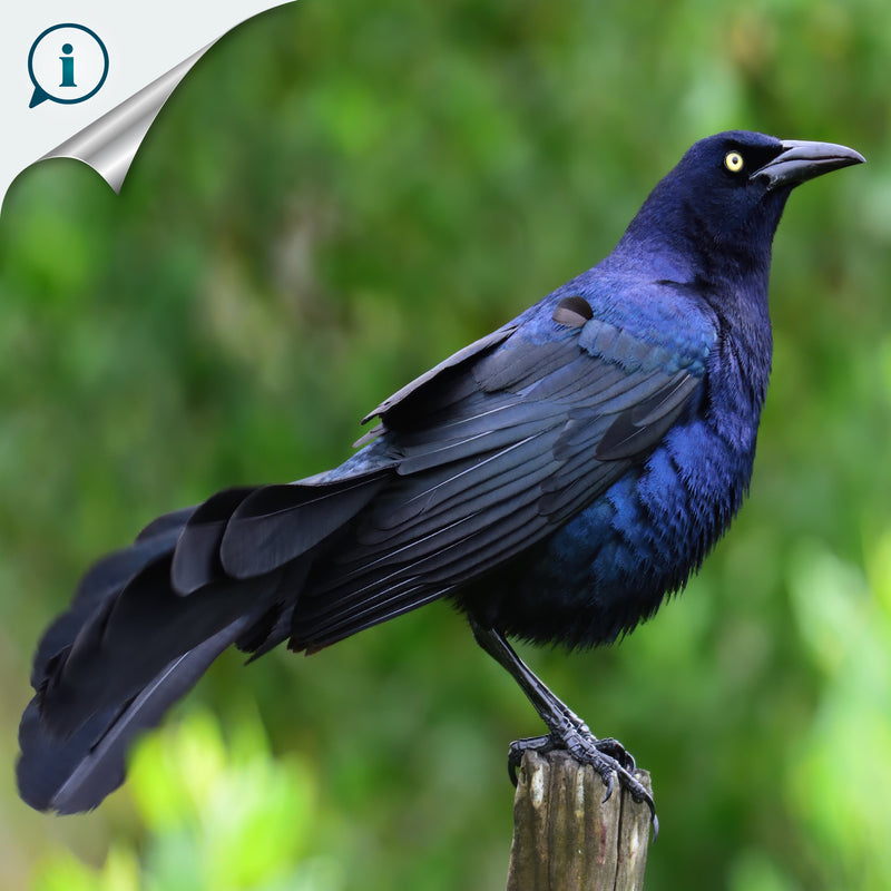 ARGOLA DE GUARDANAPO DECORATIVA - Melro-de-cauda-grande - Madeira esculpida e pintada à mão