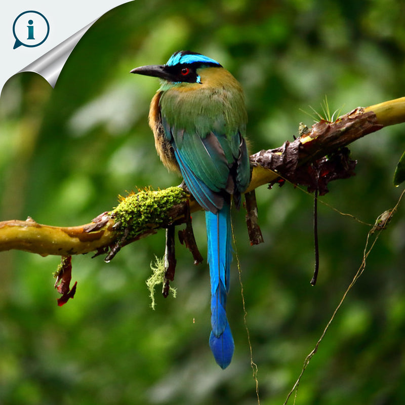 ANILLO DE SERVILLETA DECORATIVO - Momoto amazónico - Madera tallada y pintada a mano