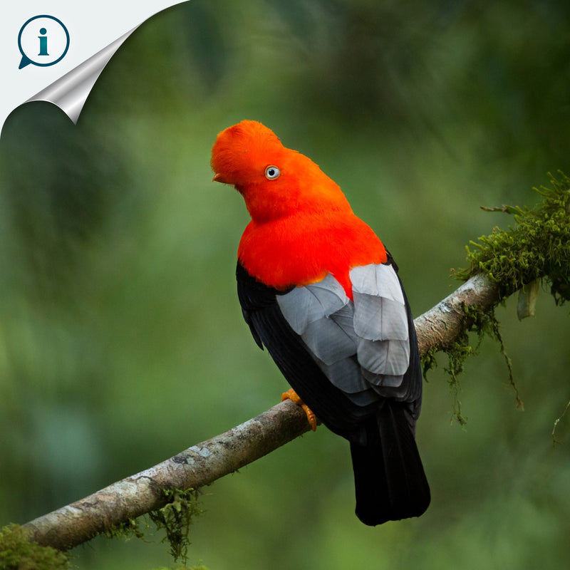 ARGOLA DE GUARDANAPO DECORATIVA - Galo-da-serra-andino - Madeira esculpida e pintada à mão