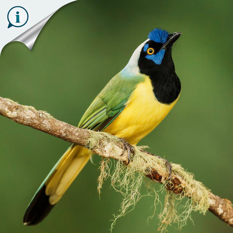 DECORATIVE NAPKIN RING - Green jay - Hand-carved and painted wood
