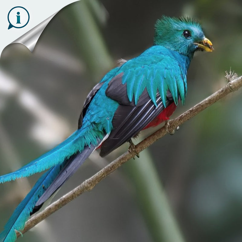ANILLO DE SERVILLETA DECORATIVO - Quetzal - Madera tallada y pintada a mano