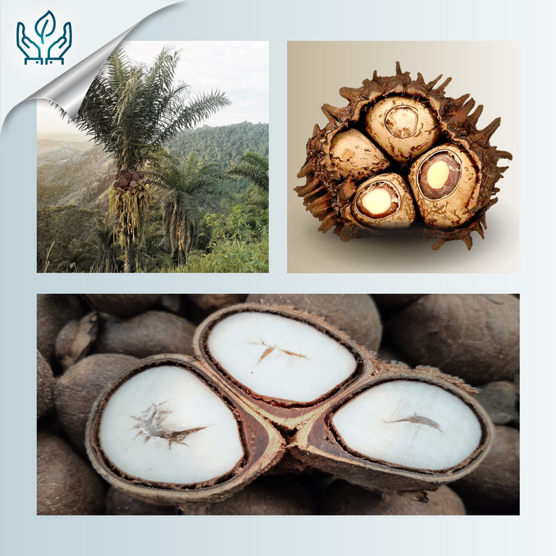 SOLIÄ NECKLACE - Handmade - Stainless steel - Tagua (vegetable ivory)